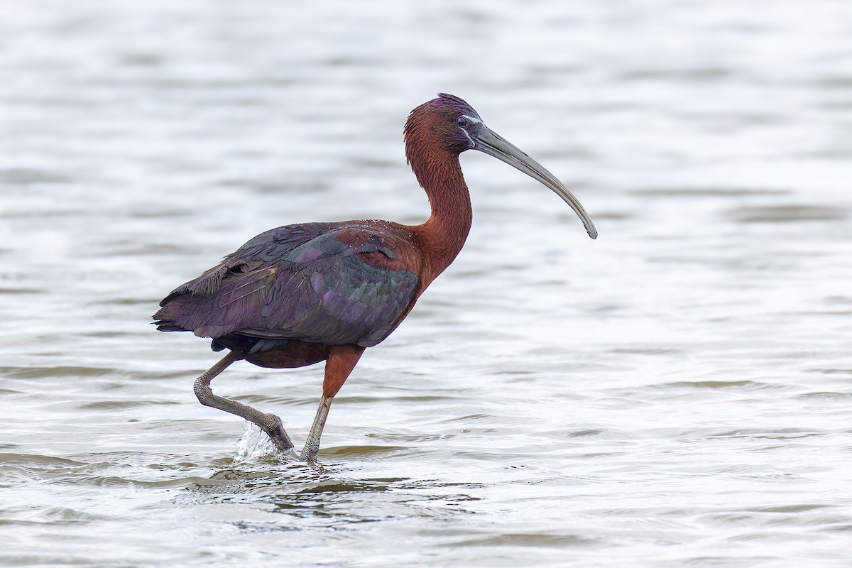 Glossy Ibis - ML620721977