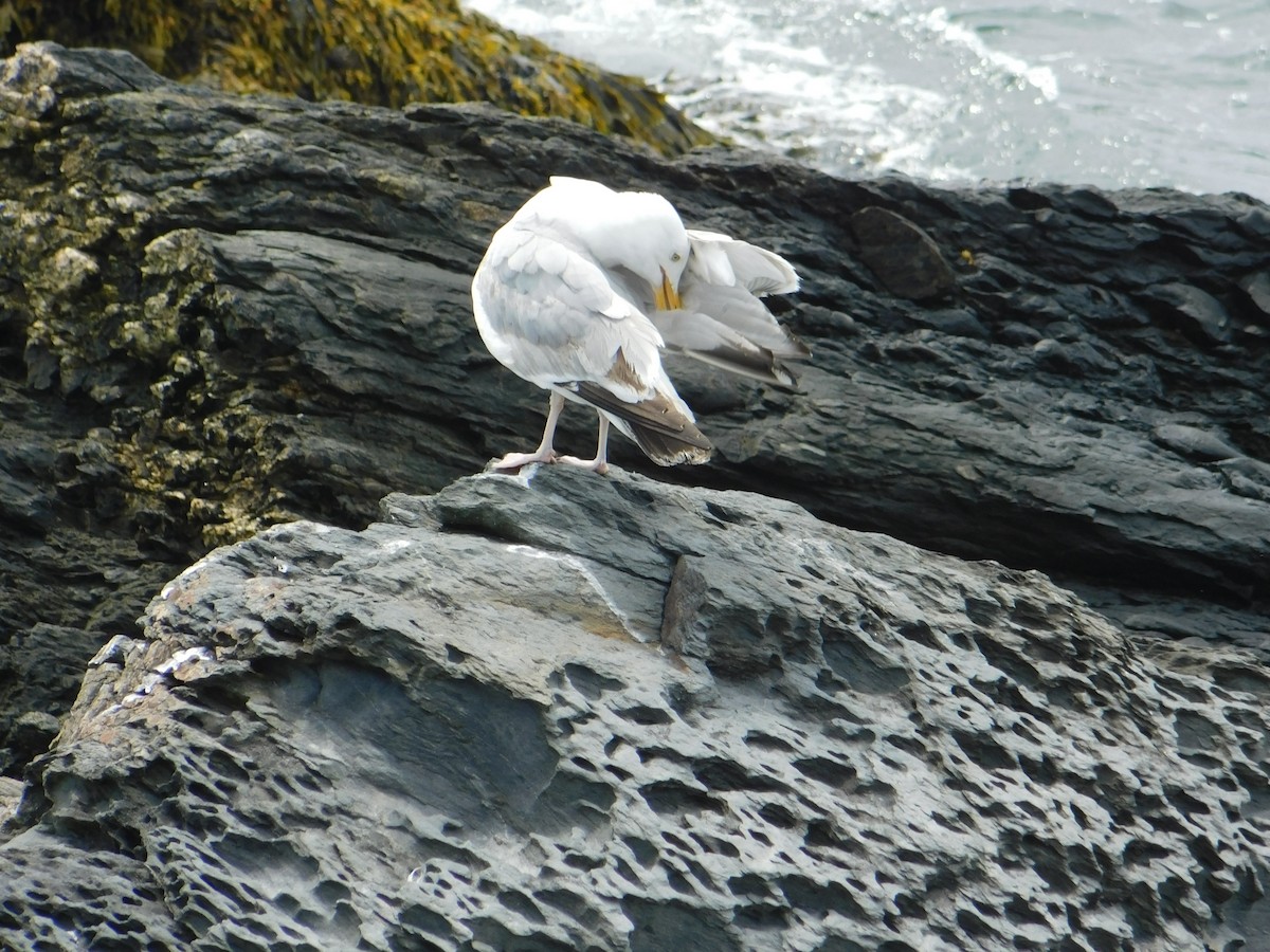 Herring Gull - Luis Mendes