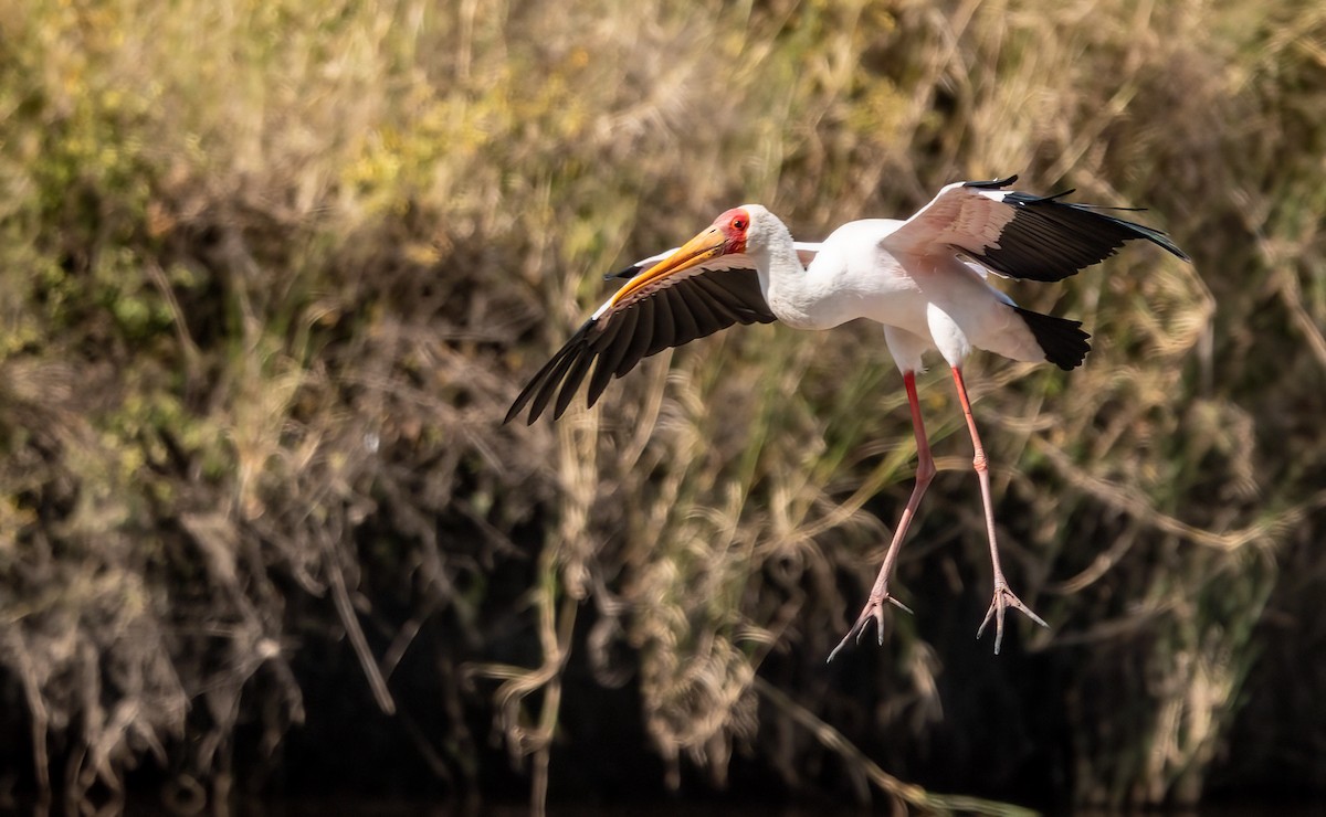 Saddle-billed Stork - ML620721979