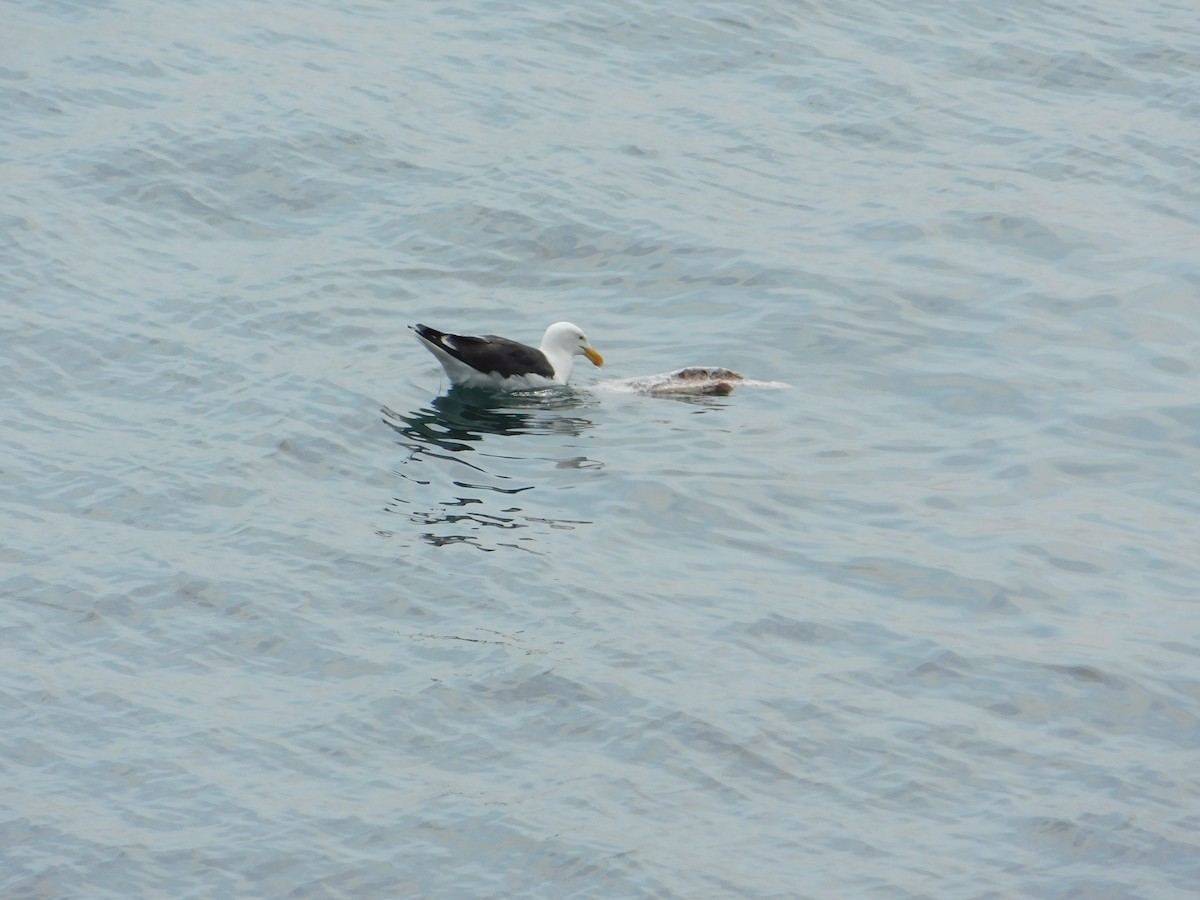 Great Black-backed Gull - ML620721980