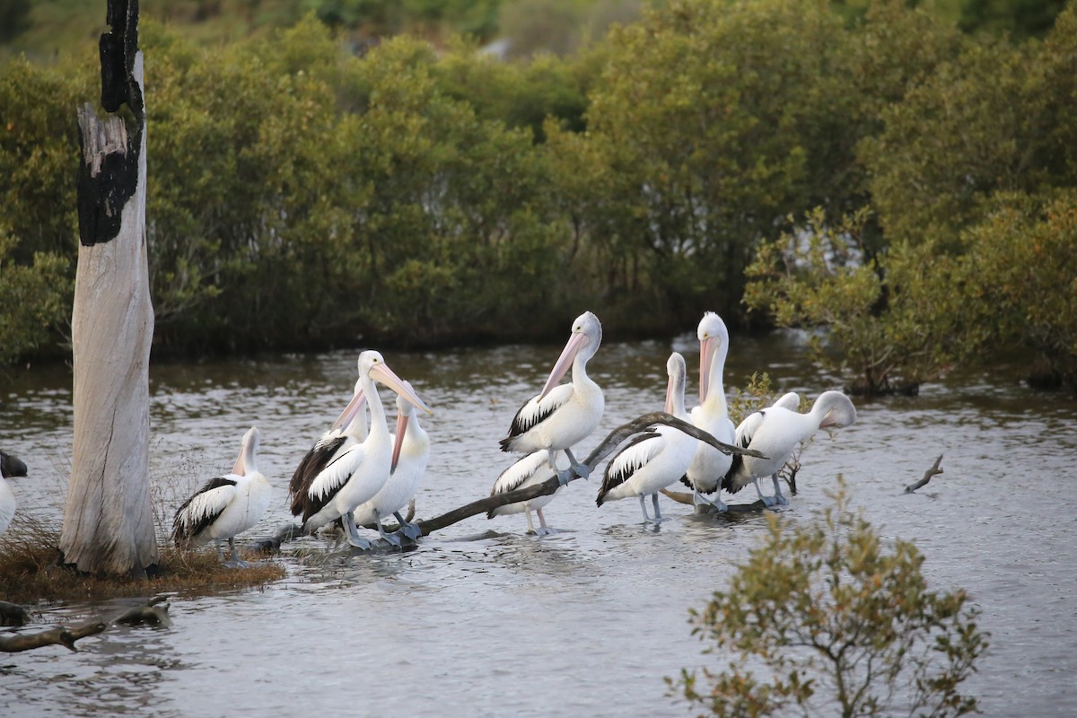 Australian Pelican - ML620721982