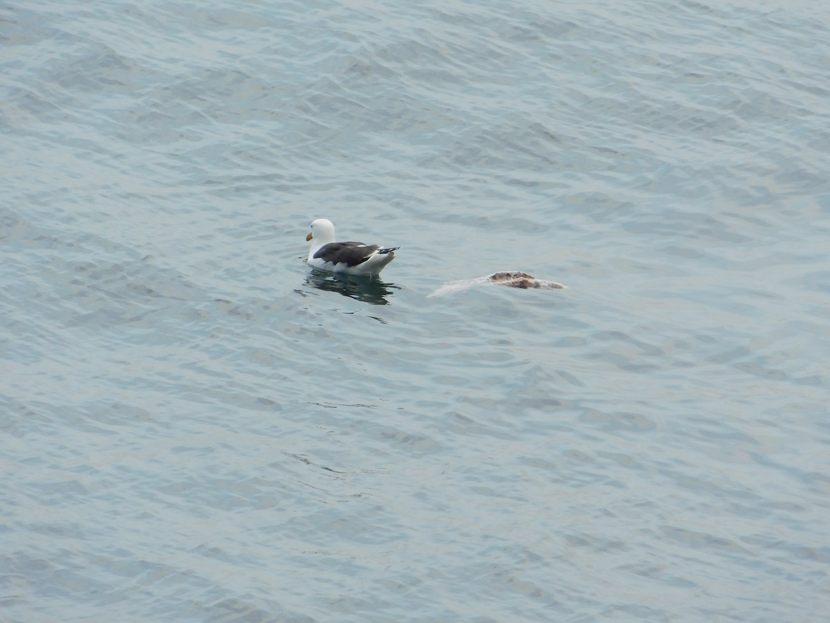 Great Black-backed Gull - ML620721983