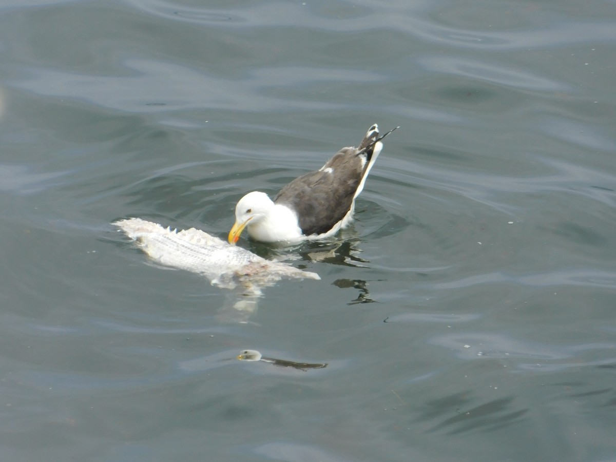 Great Black-backed Gull - ML620721985