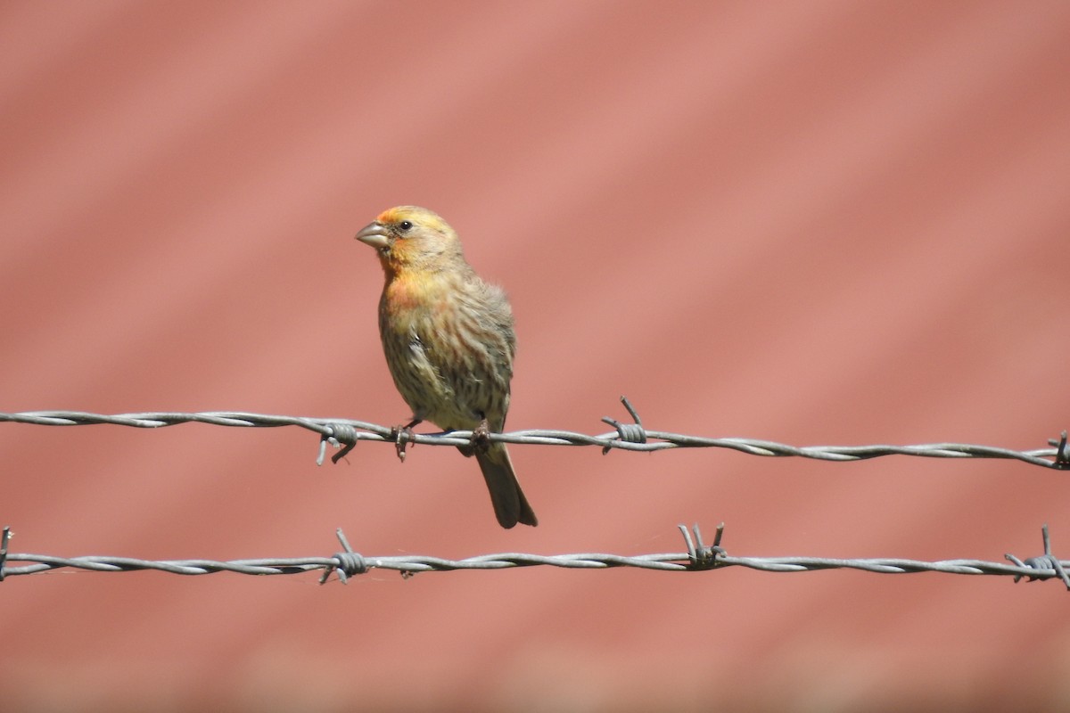 House Finch - ML620721988