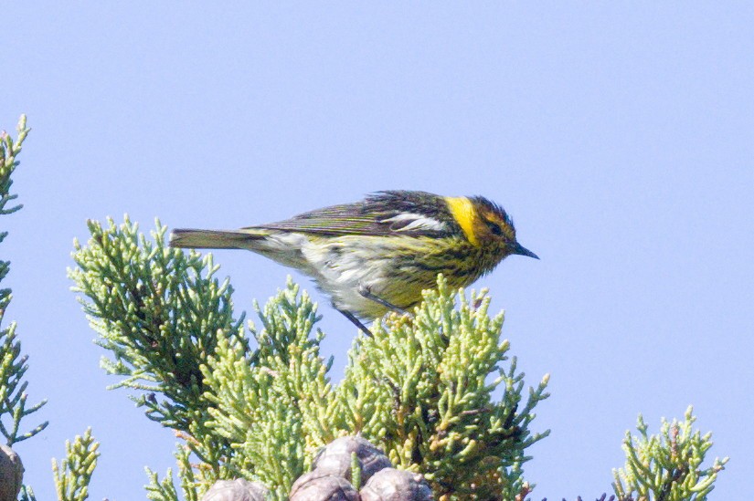 Cape May Warbler - ML620721991