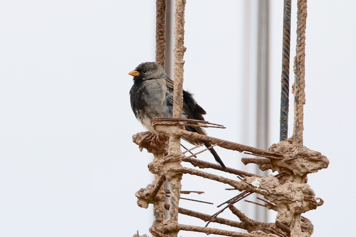 Mourning Sierra Finch - ML620721993