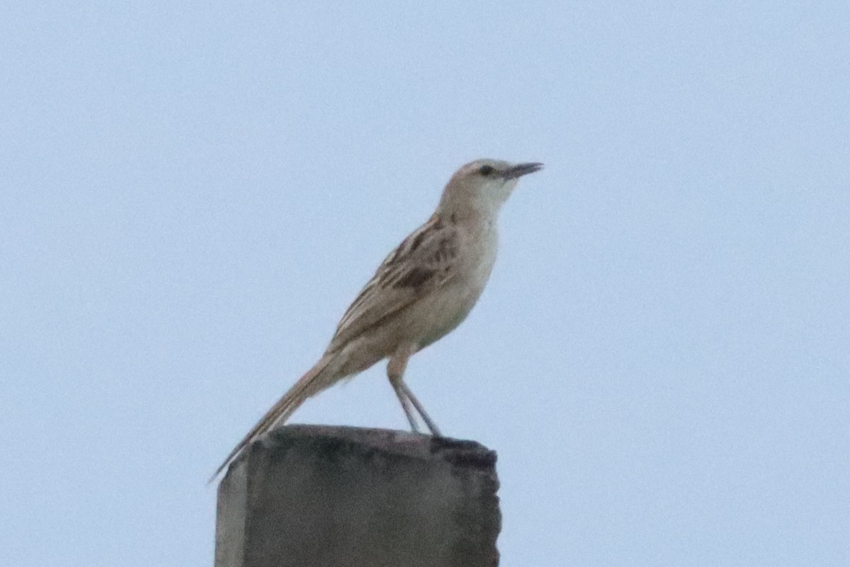 Striated Grassbird - ML620721995