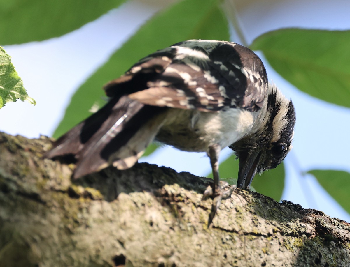 Downy Woodpecker - ML620721999