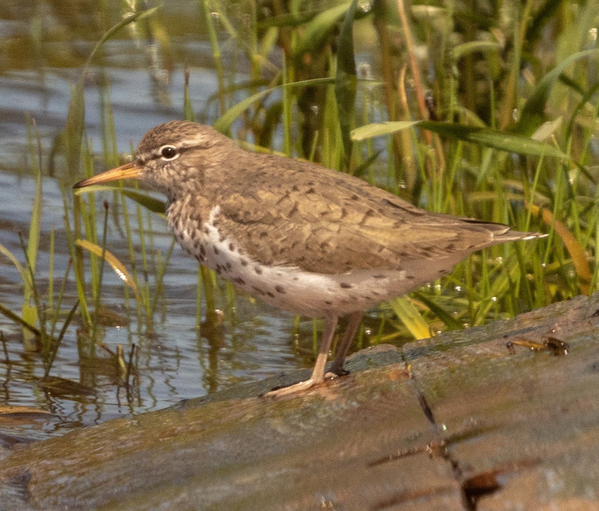 Spotted Sandpiper - ML620722001