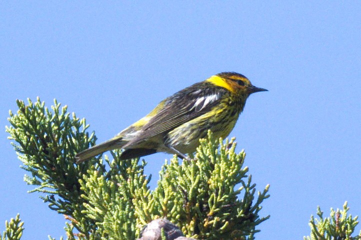 Cape May Warbler - ML620722005