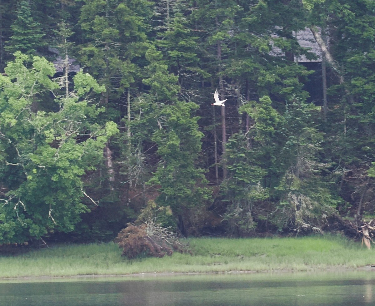 Caspian Tern - Gordon Smith