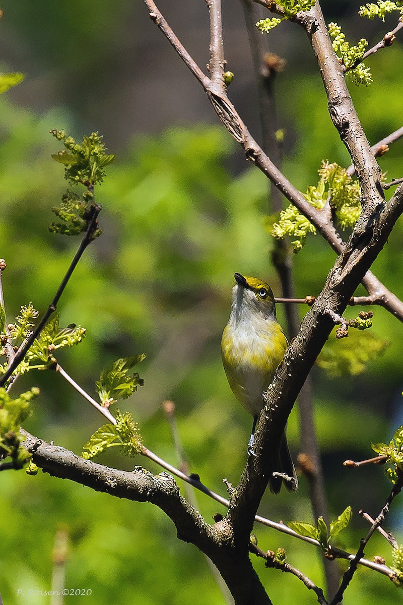 hvitøyevireo - ML620722011