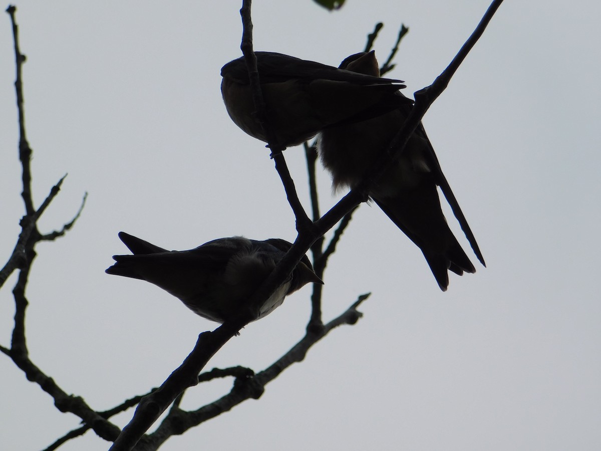 Barn Swallow - ML620722017