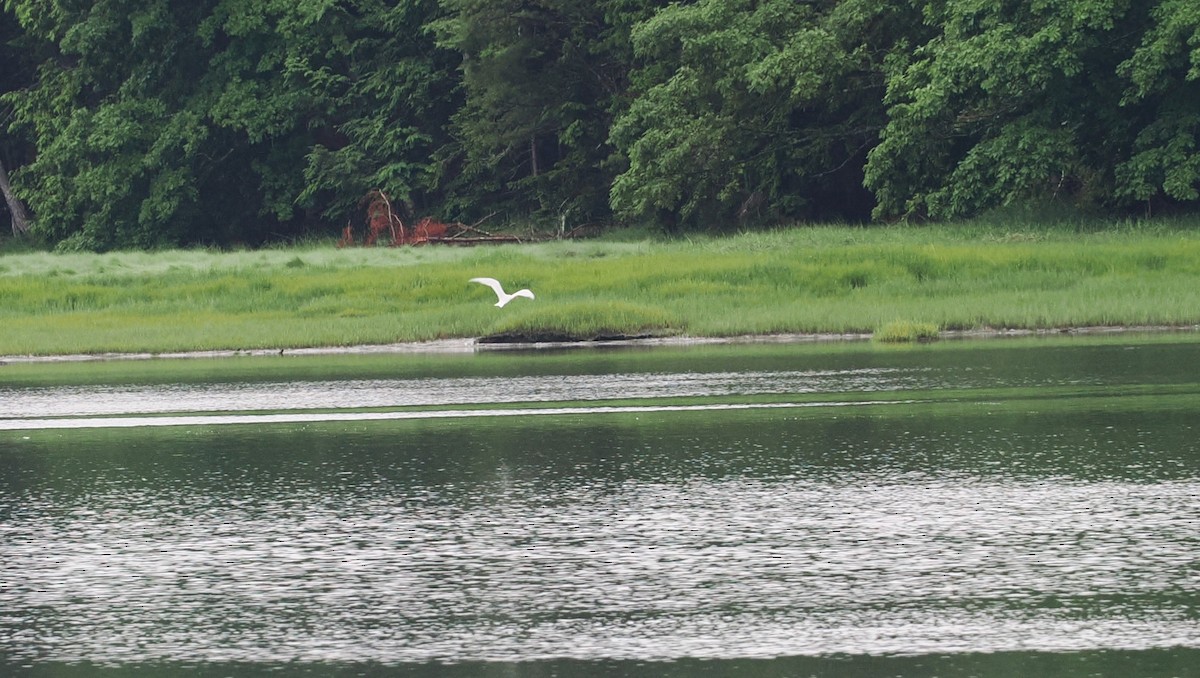 Caspian Tern - Gordon Smith