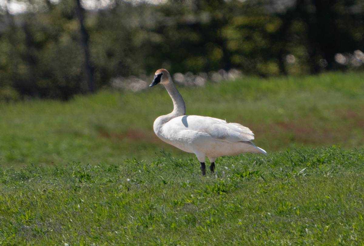 Cisne Trompetero - ML620722019