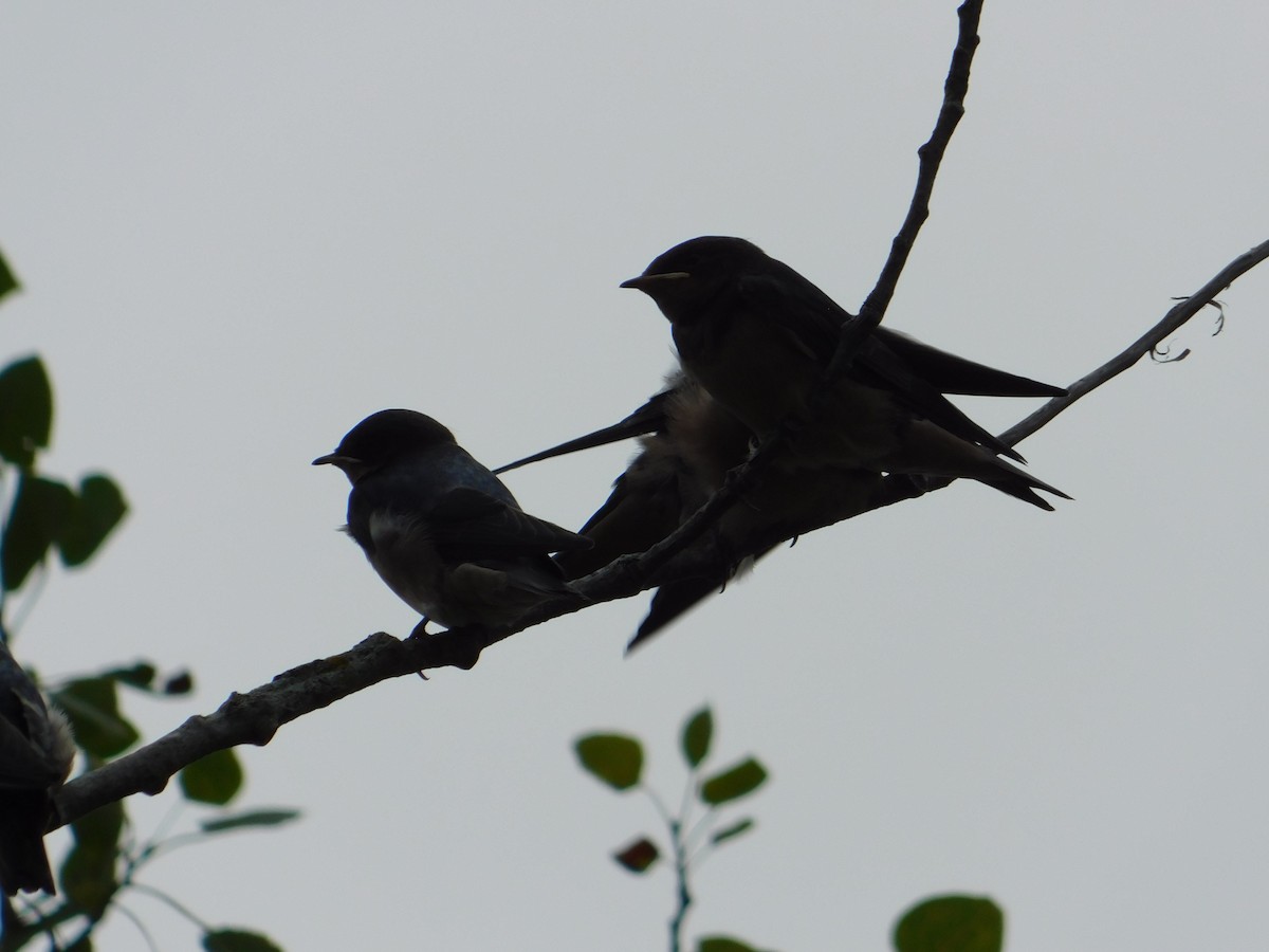 Barn Swallow - ML620722024