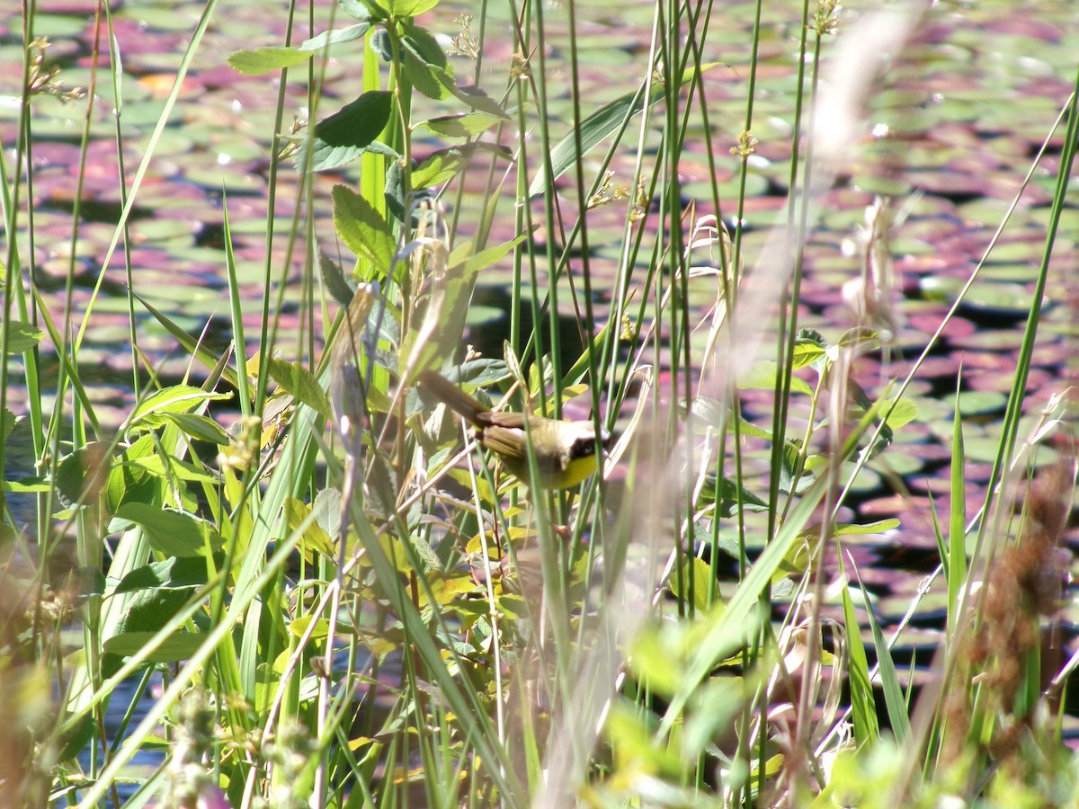 Common Yellowthroat - ML620722025