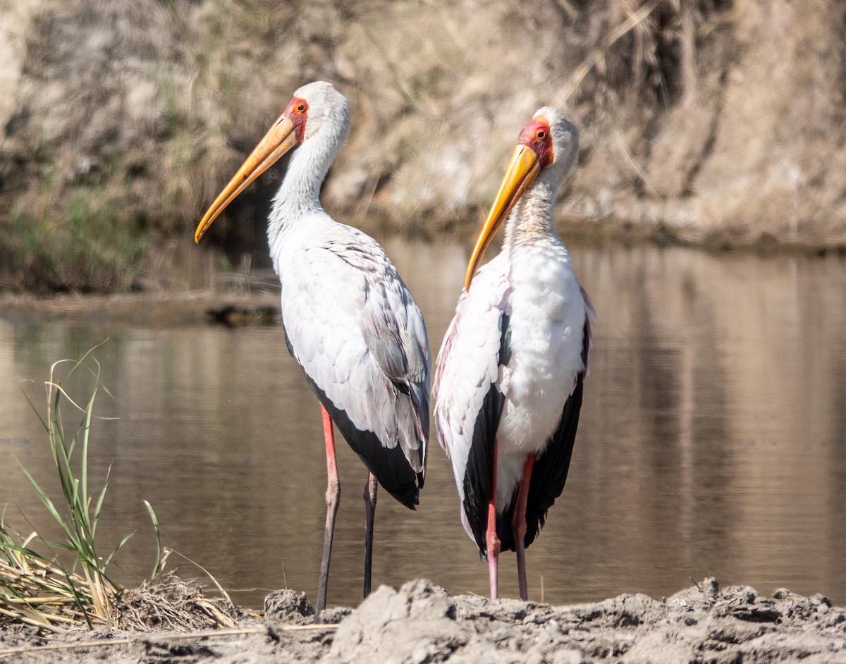 Saddle-billed Stork - ML620722026