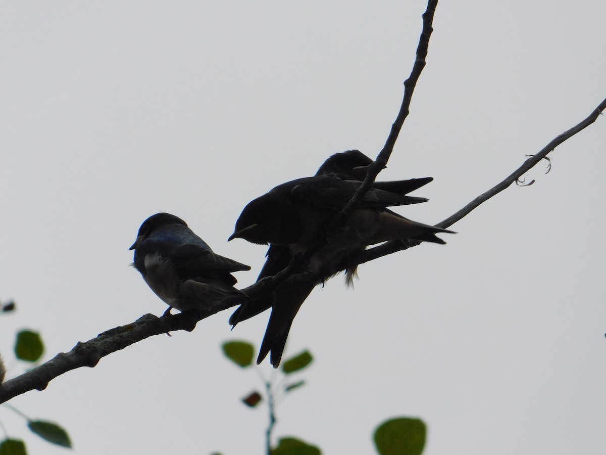 Barn Swallow - ML620722027