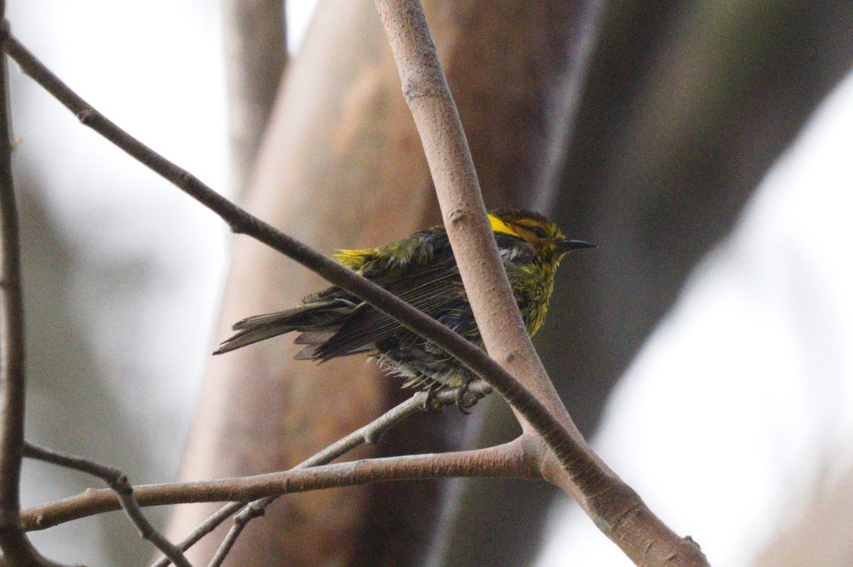 Cape May Warbler - ML620722029