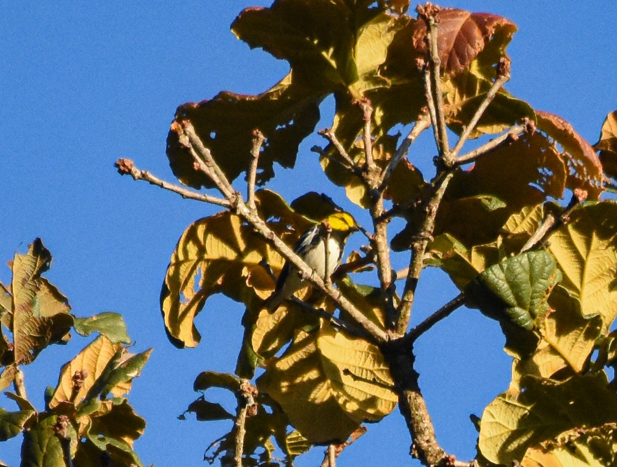 Golden-cheeked Warbler - ML620722034