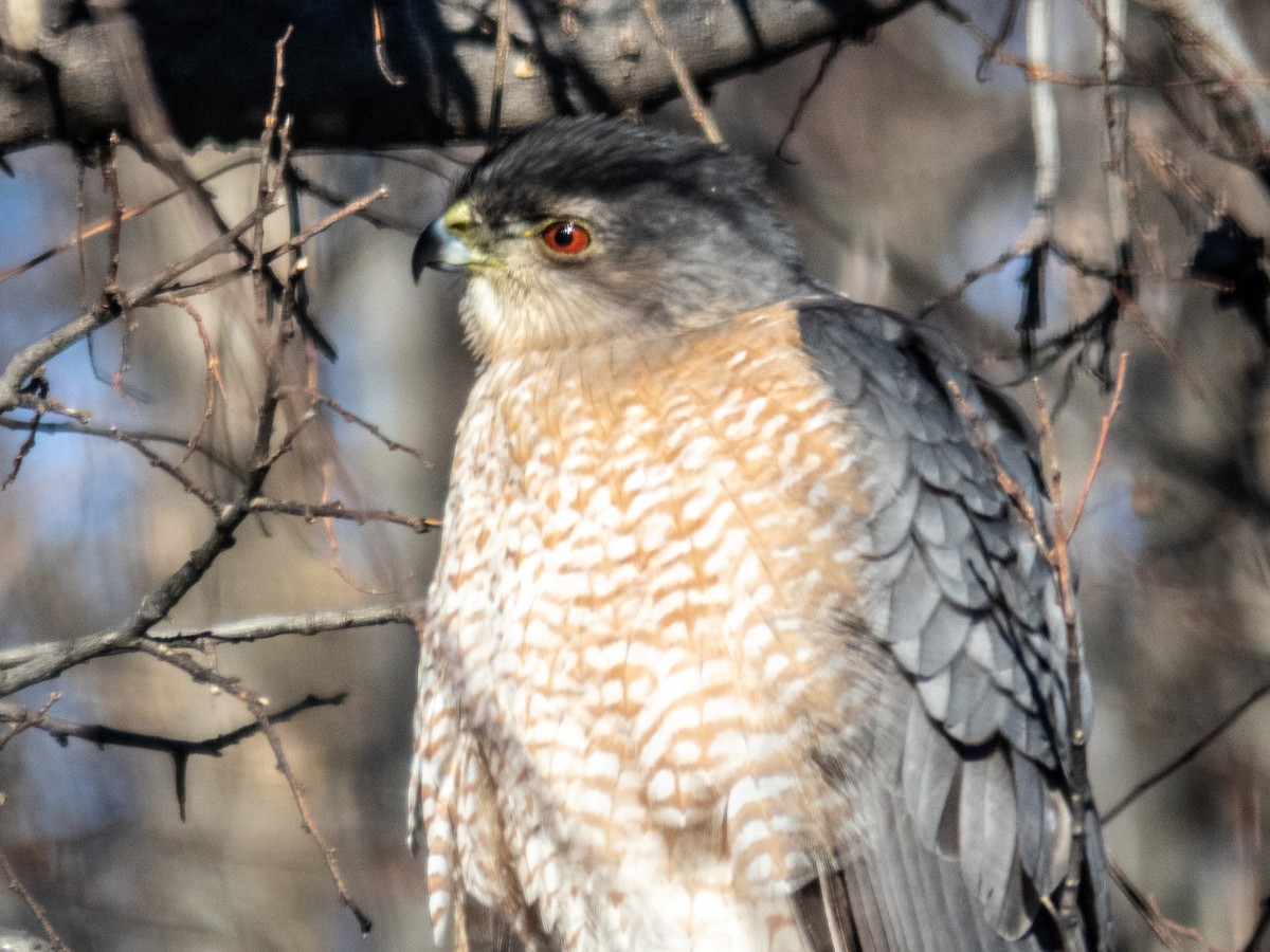 Cooper's Hawk - ML620722035