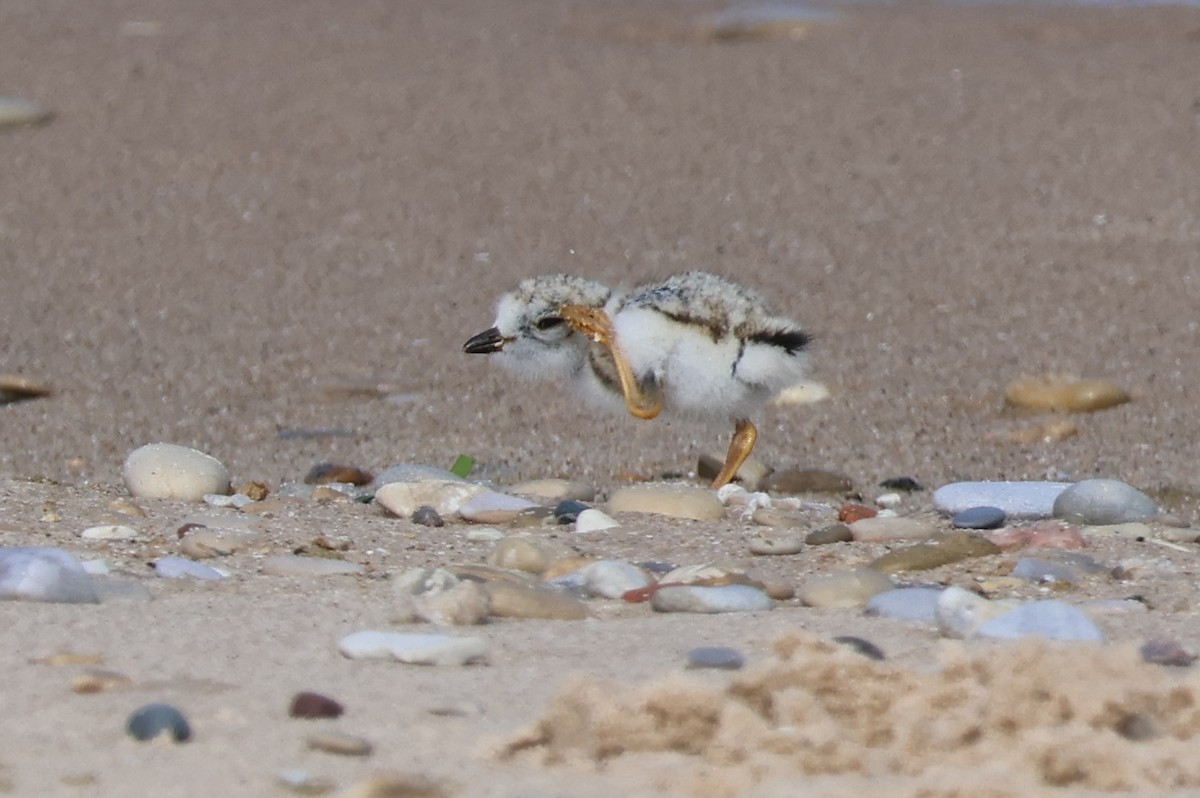 Piping Plover - ML620722037
