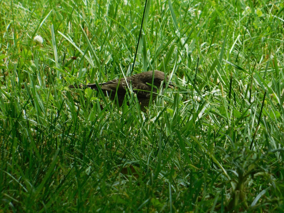 Brown-headed Cowbird - ML620722038