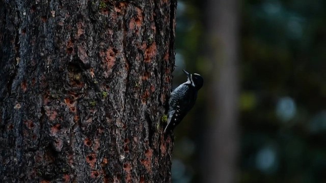 Black-backed Woodpecker - ML620722039