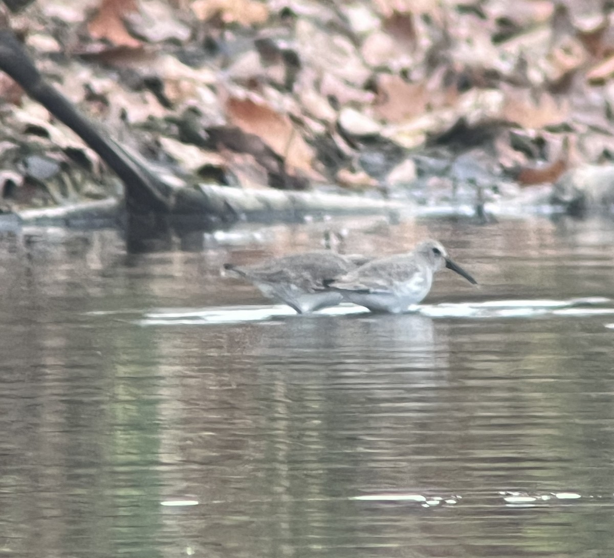 Dunlin - ML620722040