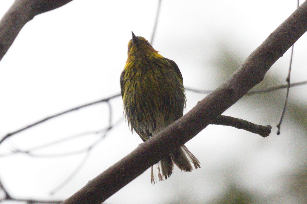 Cape May Warbler - ML620722041