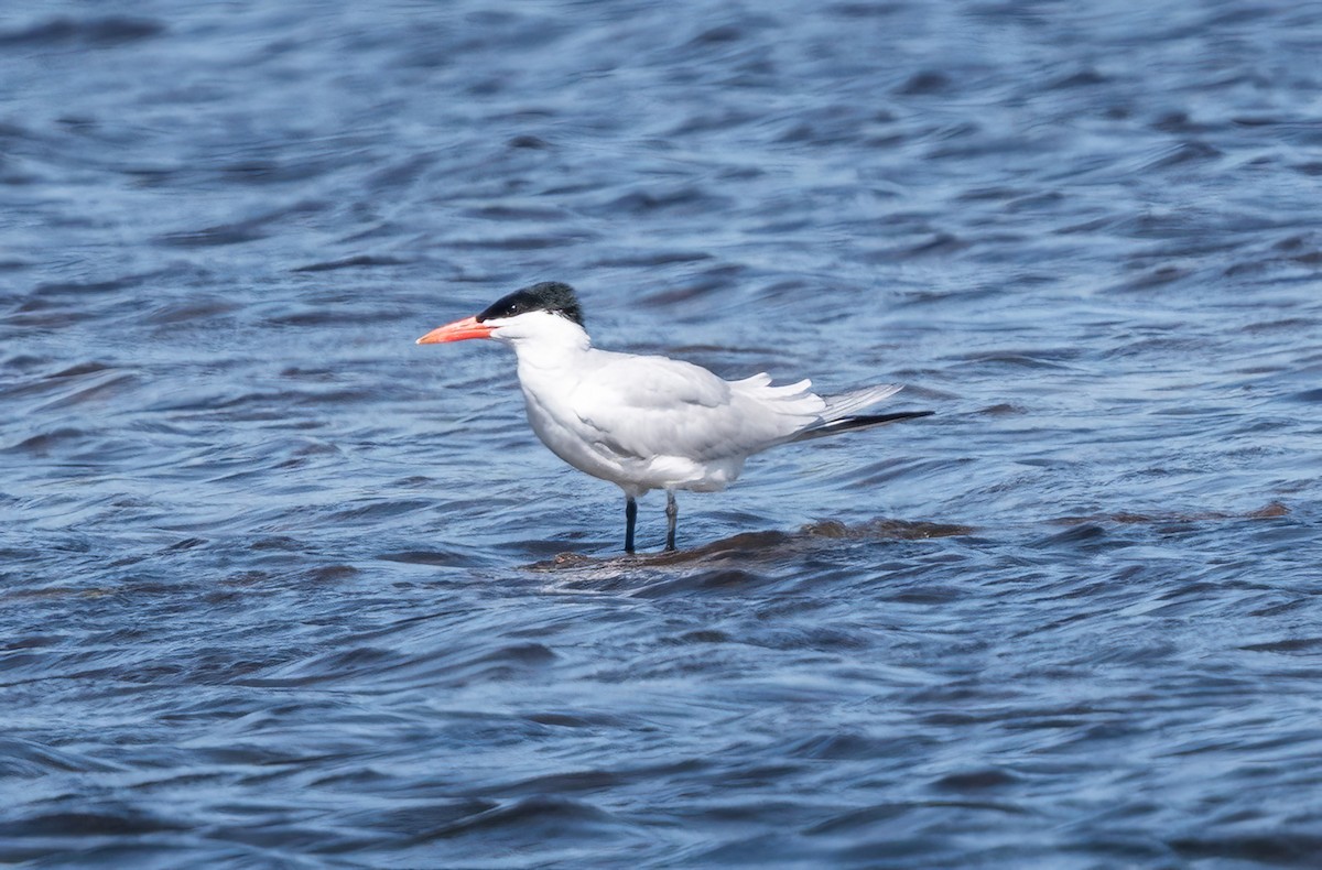 Caspian Tern - ML620722044