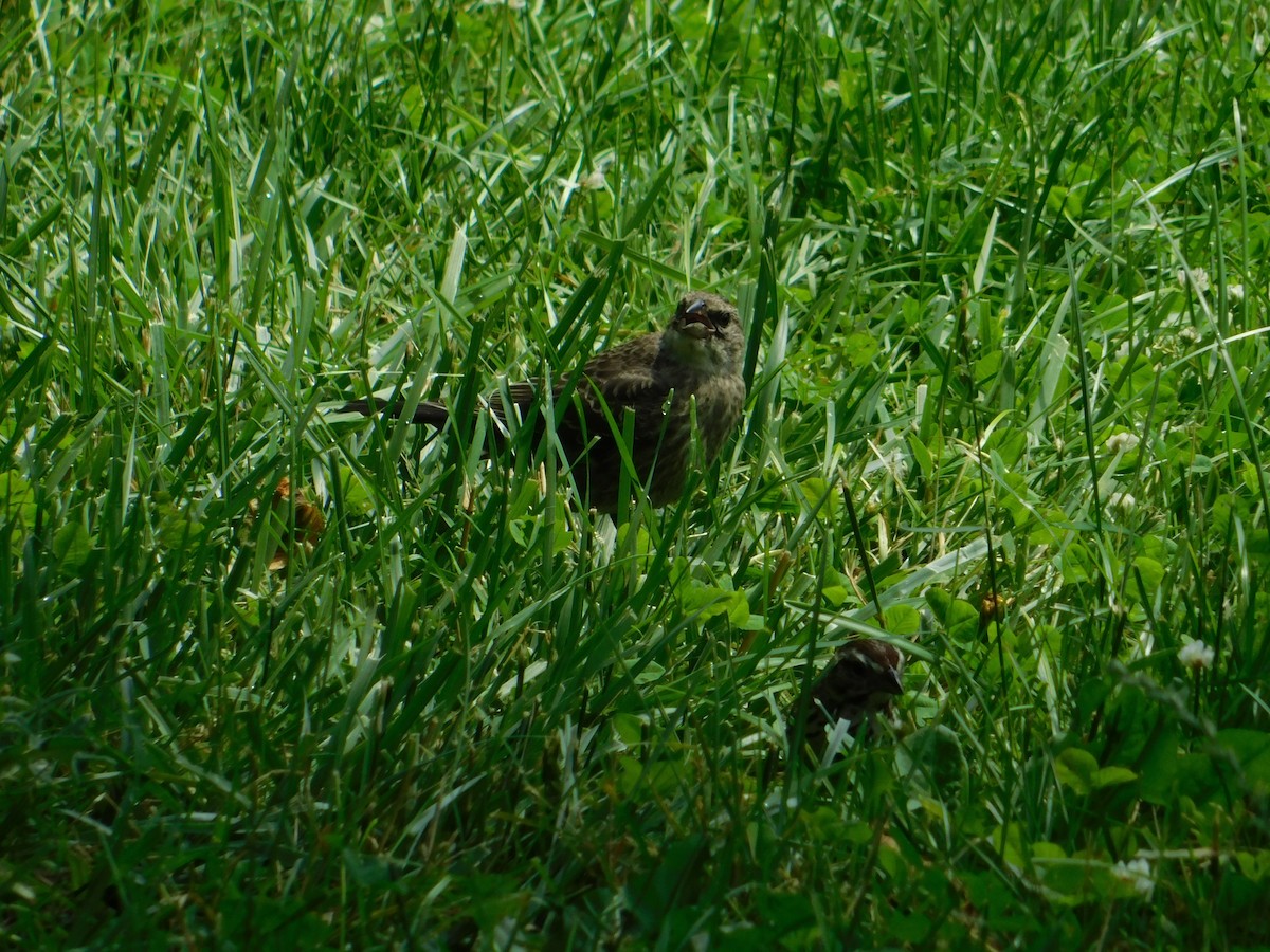 Brown-headed Cowbird - ML620722046