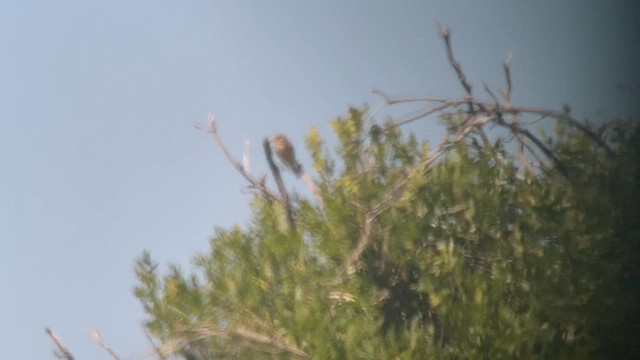 Vesper Sparrow - ML620722050