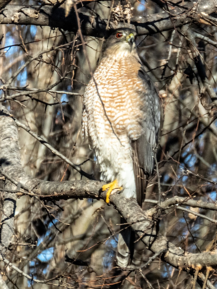 Cooper's Hawk - ML620722051