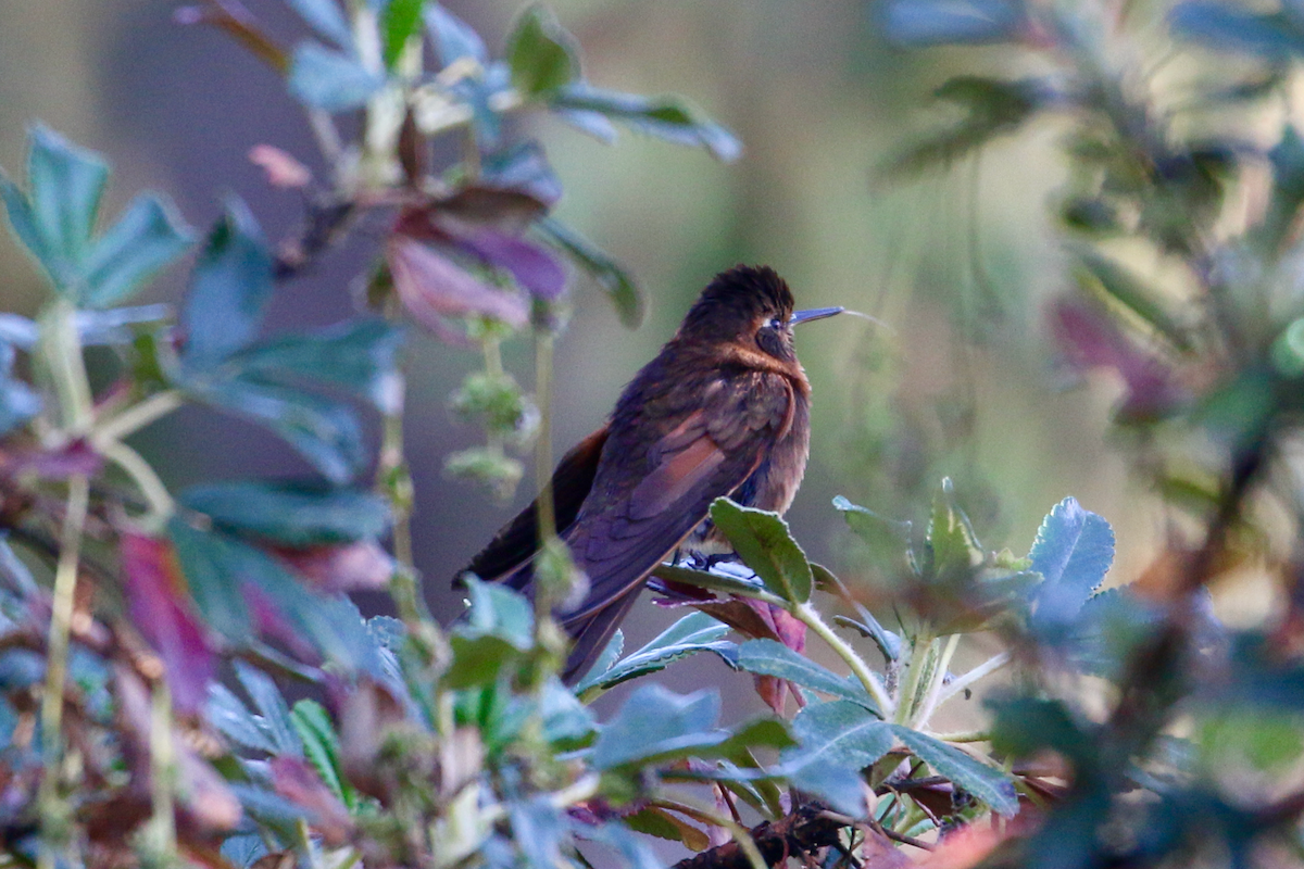 Rostkolibri - ML620722052