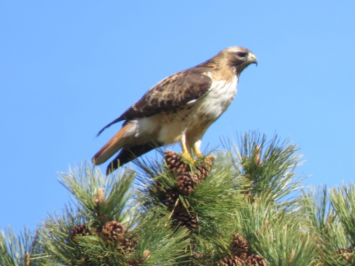 Red-tailed Hawk - ML620722055