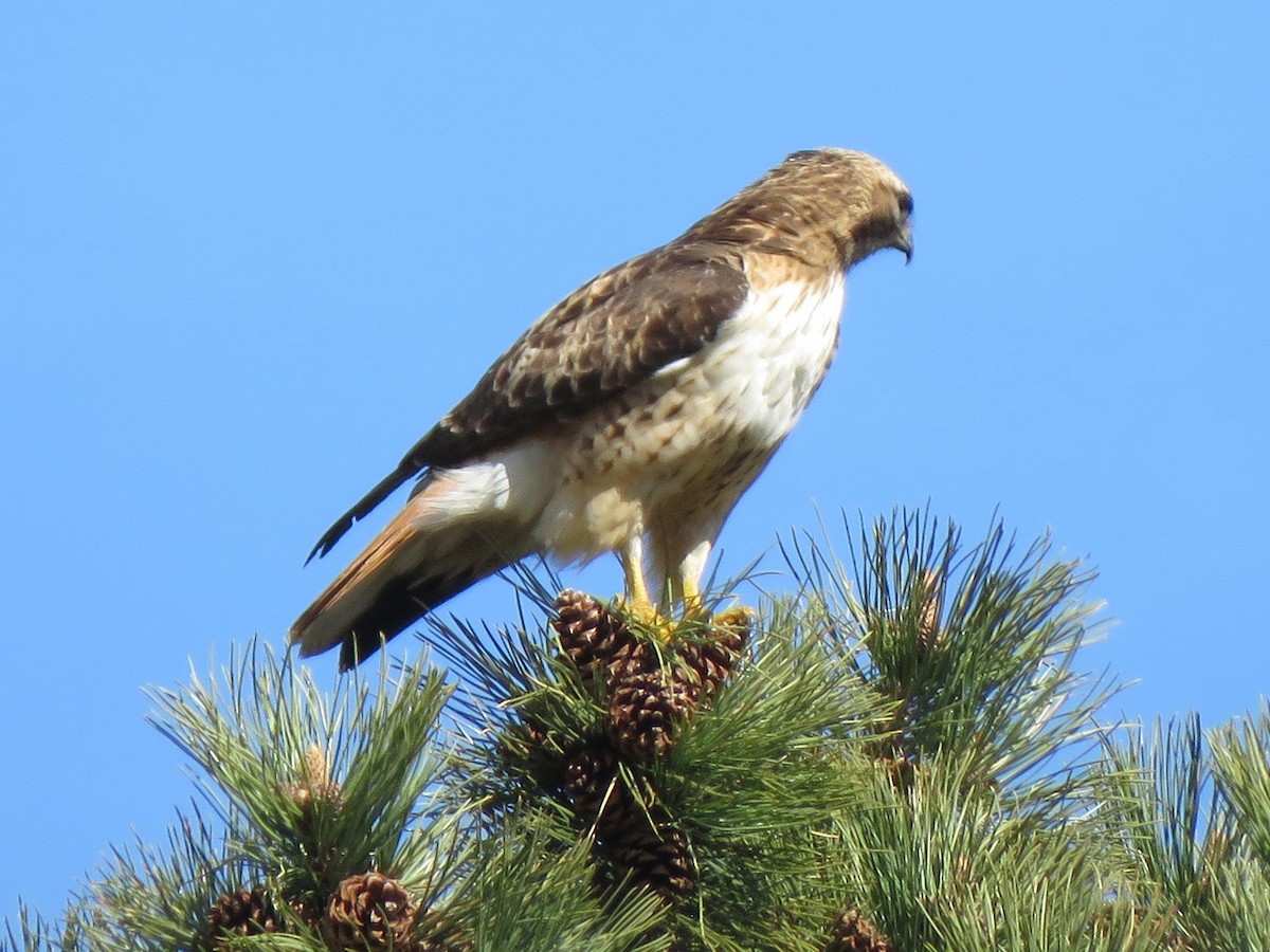 Red-tailed Hawk - ML620722056