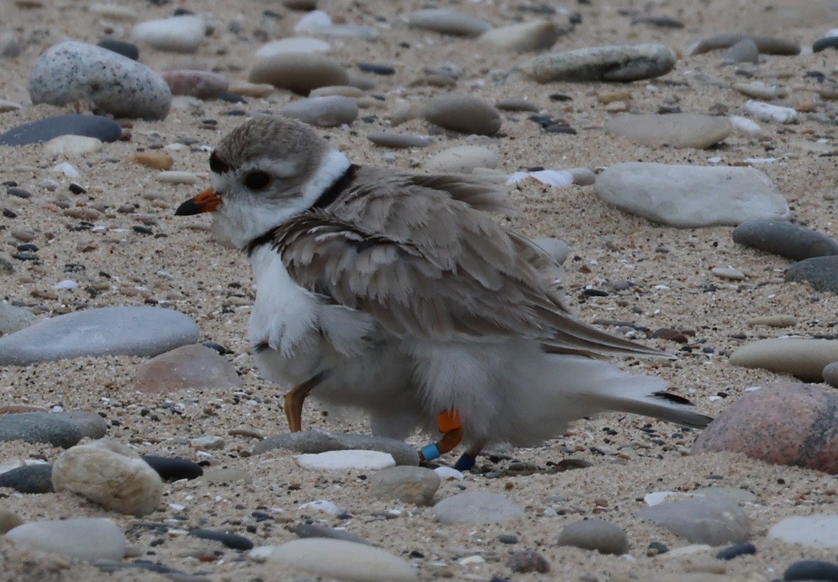 Piping Plover - ML620722057