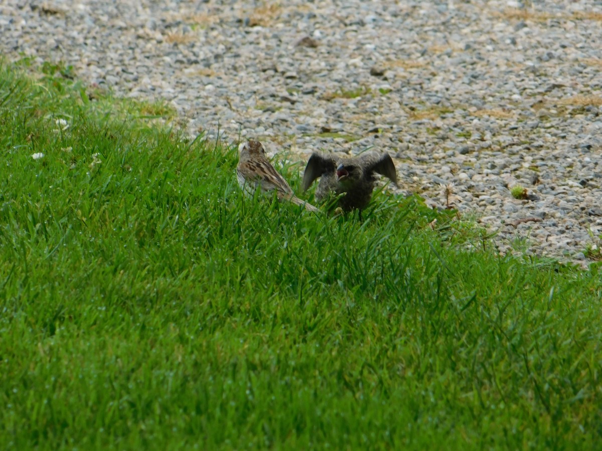 Brown-headed Cowbird - ML620722058