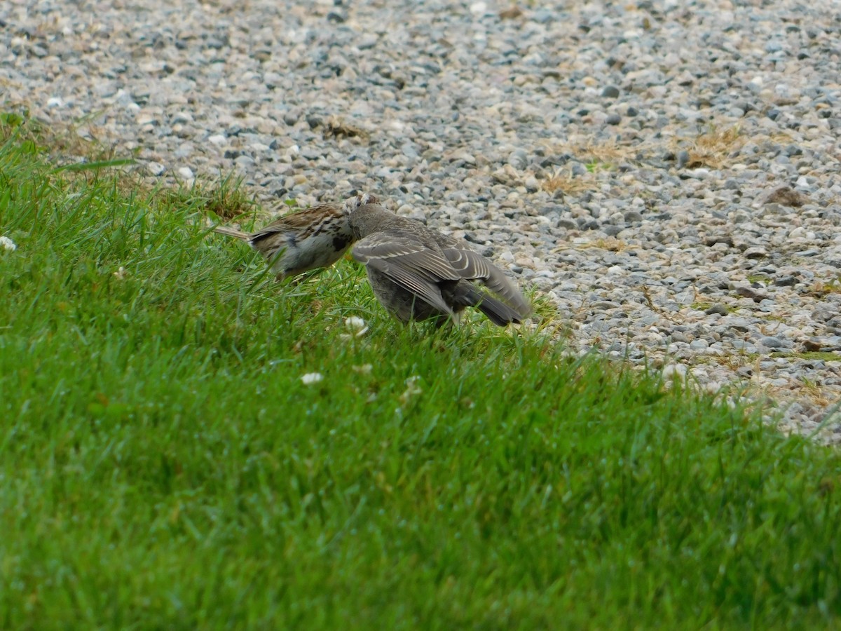 Brown-headed Cowbird - ML620722062