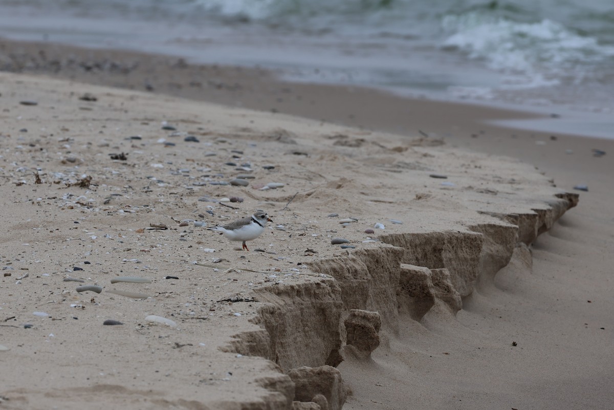 Piping Plover - ML620722070