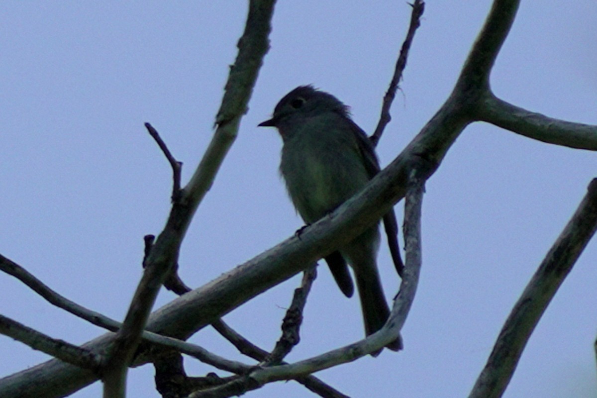 Hammond's Flycatcher - ML620722081