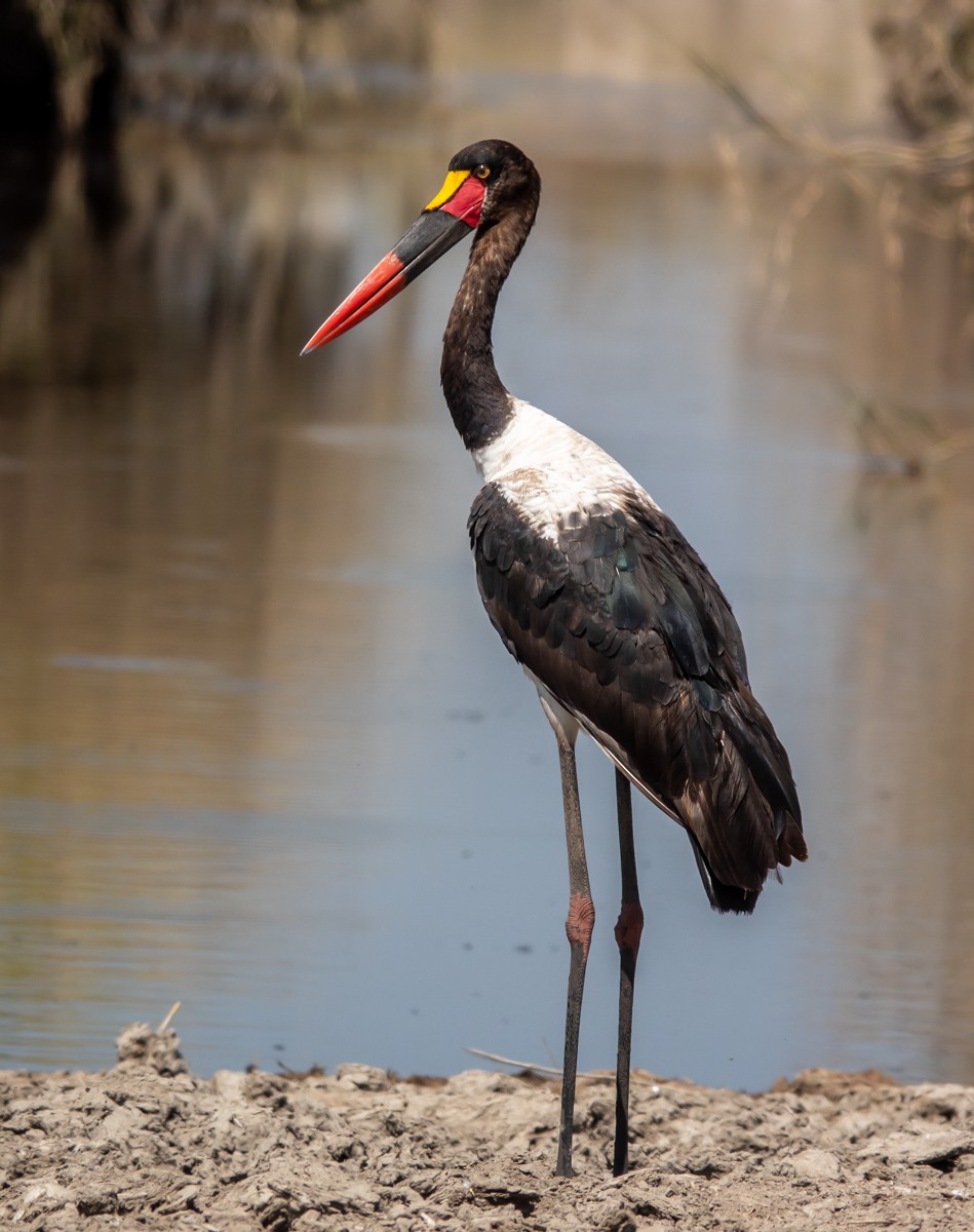 Saddle-billed Stork - ML620722083