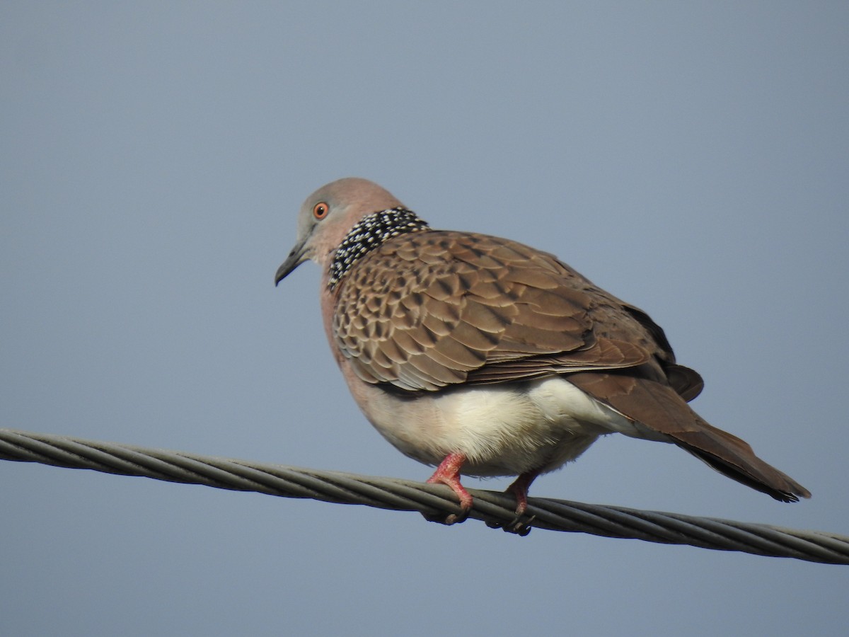 Spotted Dove - ML620722084