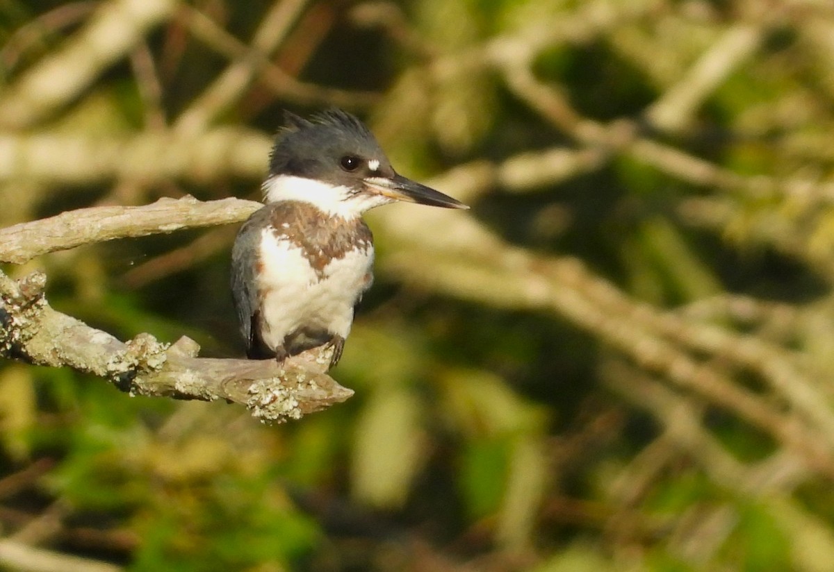 Belted Kingfisher - ML620722085