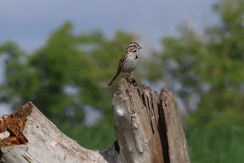 Song Sparrow - ML620722094