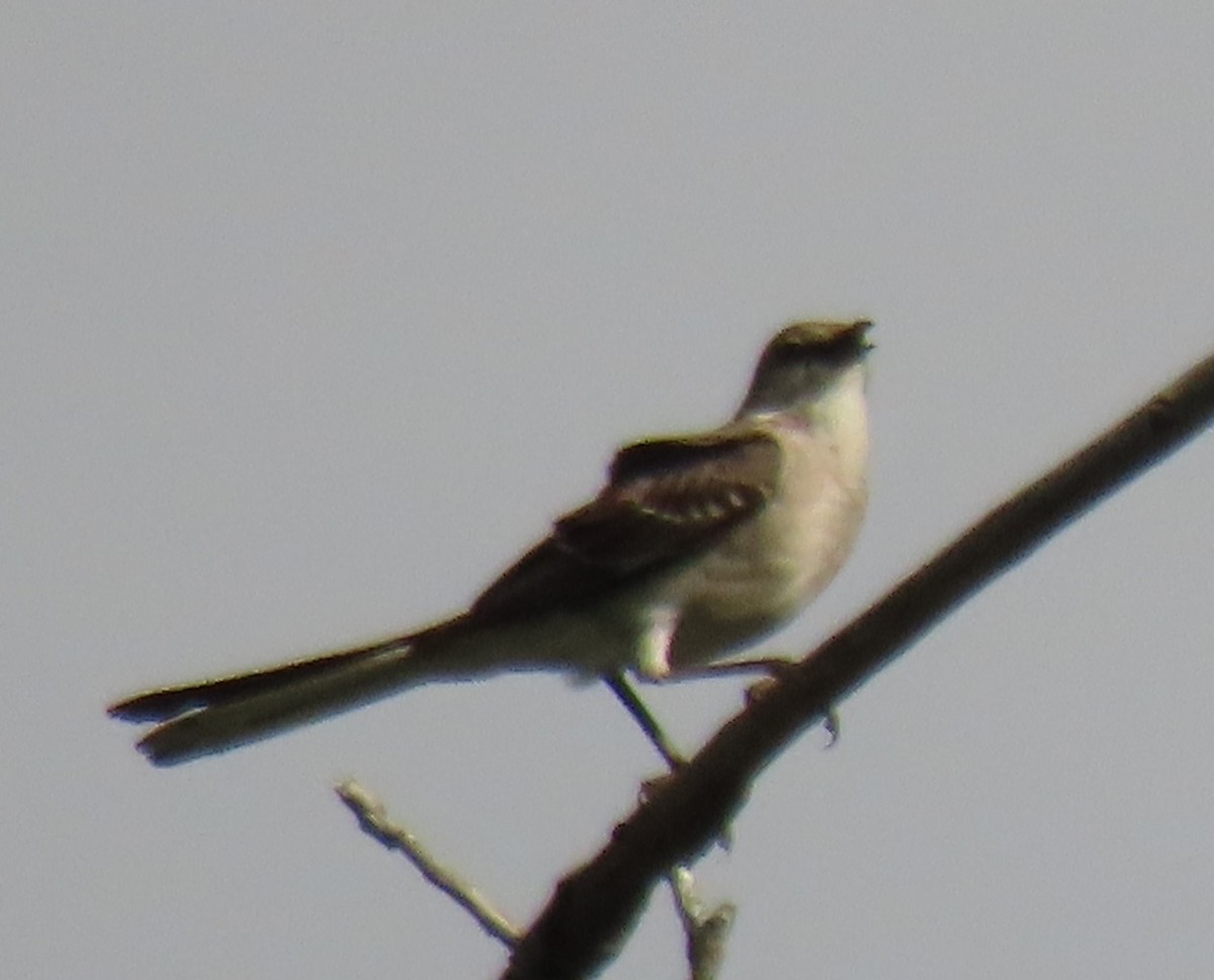 Northern Mockingbird - ML620722095