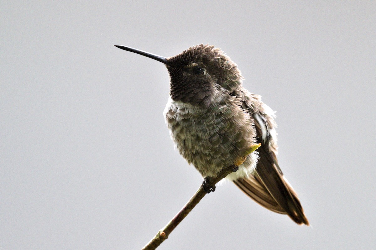 Anna's Hummingbird - Nico Stuurman