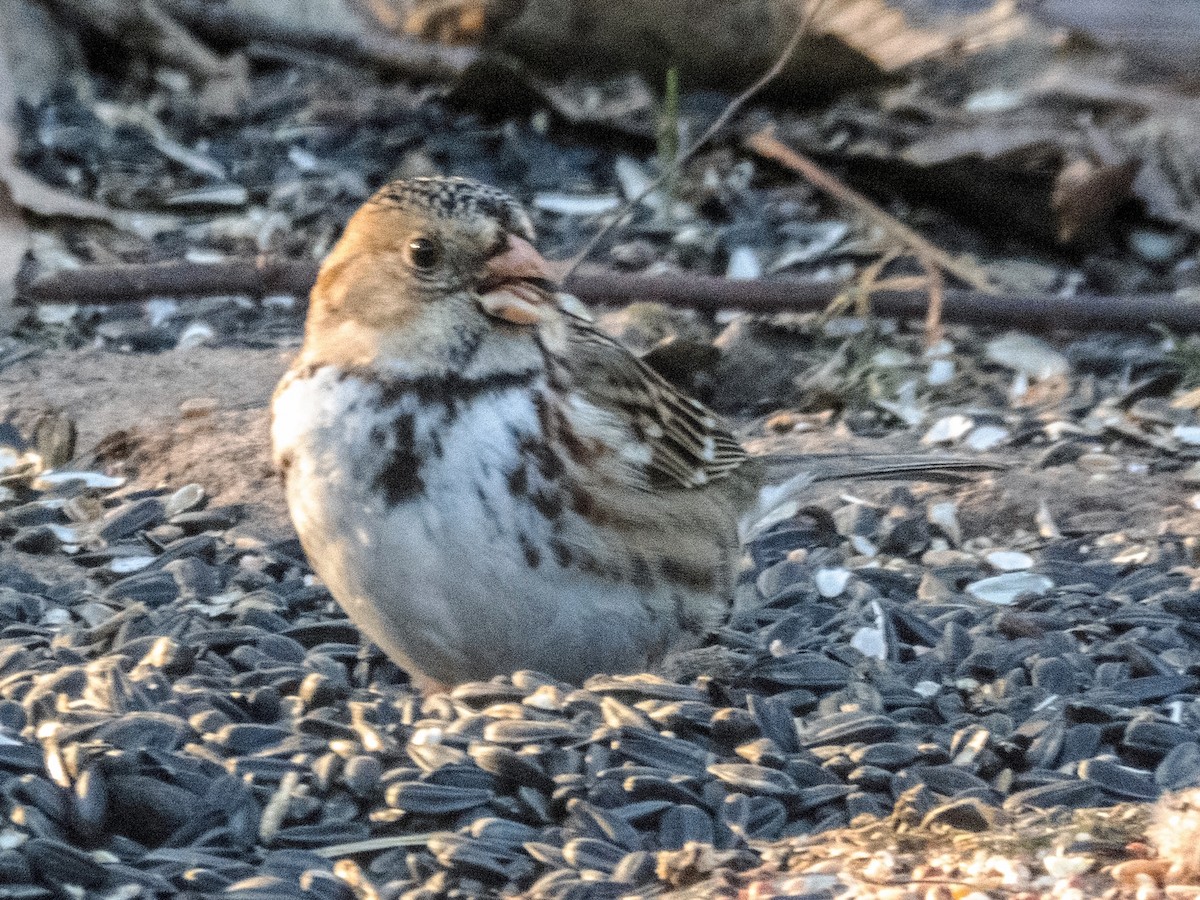 Harris's Sparrow - ML620722098